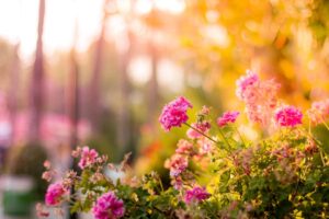 Garden Tips Decoradhouse