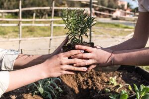 Treeleftbigshop Outdoor Gardening