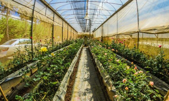 timberlake raised garden bed with green house in green