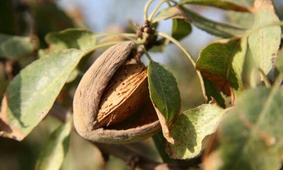 are almonds good for a garden